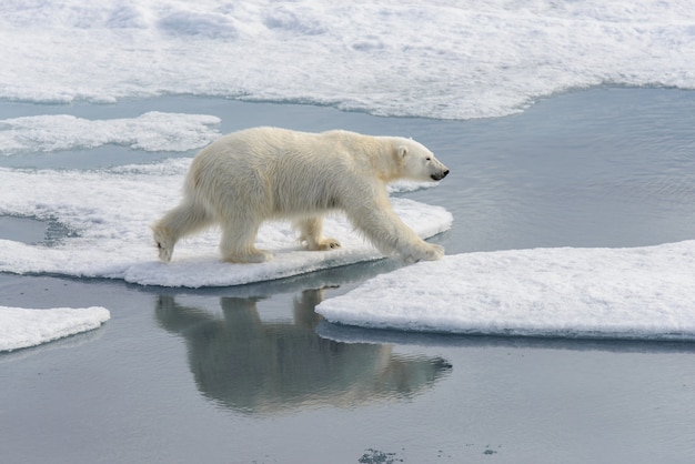 Eisbär Ursus Maritimus auf dem Packeis nördlich von Spitzbergen Insel Svalbard Norwegen