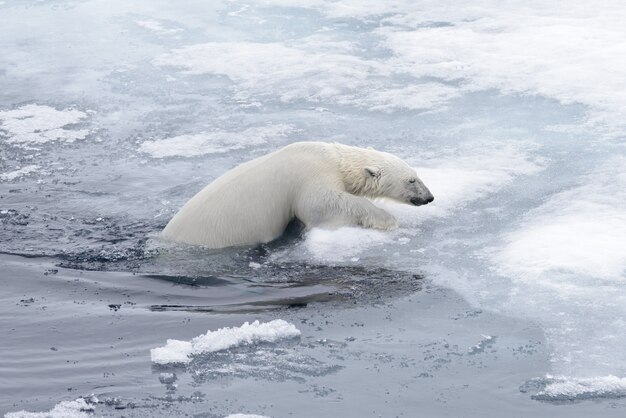 Eisbär (Ursus maritimus), der oben im arktischen Seeabschluß schwimmt