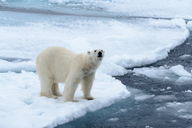 Eisbär