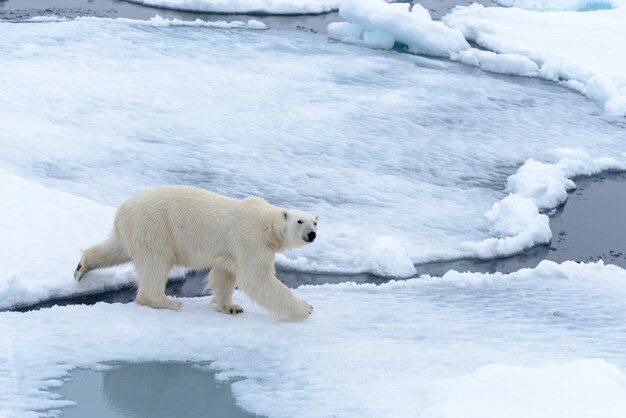 Eisbär