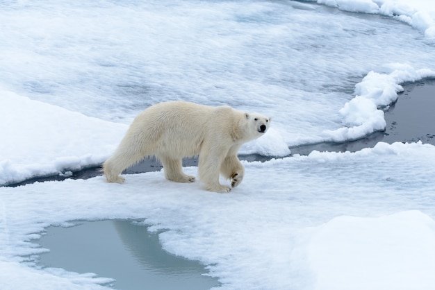 Eisbär