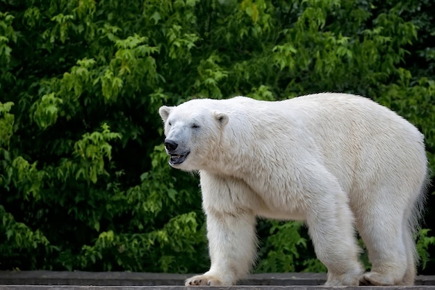 Foto eisbär