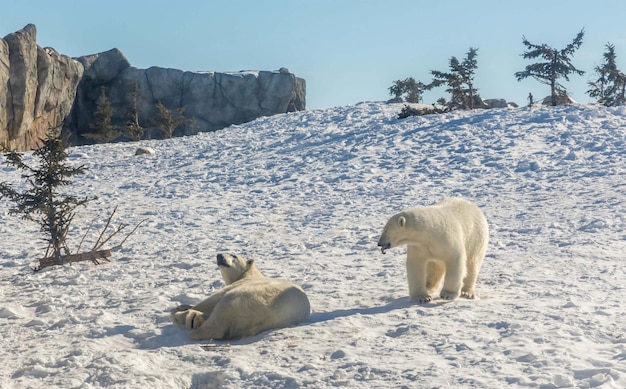 Eisbär