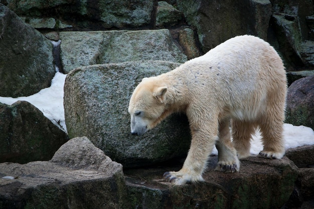 Eisbär