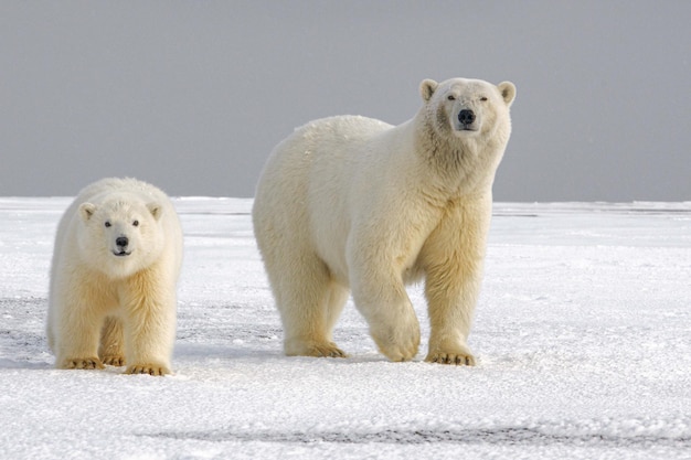 Eisbär