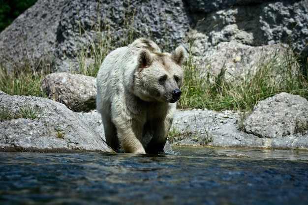 Eisbär