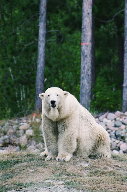 Eisbär