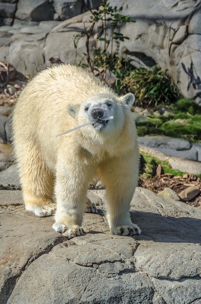 Eisbär