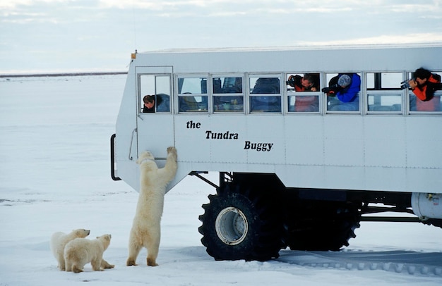 Eisbären Ursus maritimus Mutter versucht, auf den Tundra Buggy Hudson Bay Kanada zu kommen