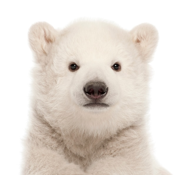 Eisbärenjunges, Ursus maritimus, der gegen weißen Hintergrund sitzt