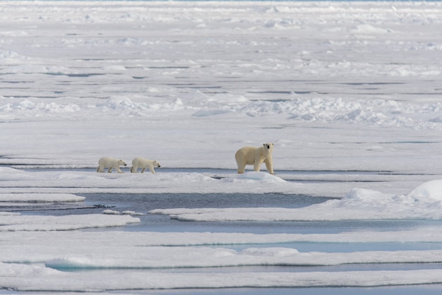 Eisbärenmutter (Ursus Maritimus) und Zwillingsbabys auf dem Packeis, nördlich von Spitzbergen Arktis Norwegen