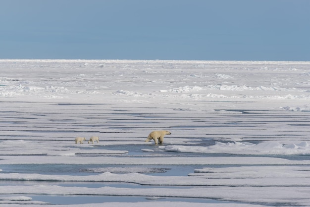 Eisbärenmutter Ursus maritimus und Zwillingsjunge auf dem Packeis nördlich von Svalbard Arktis Norwegen