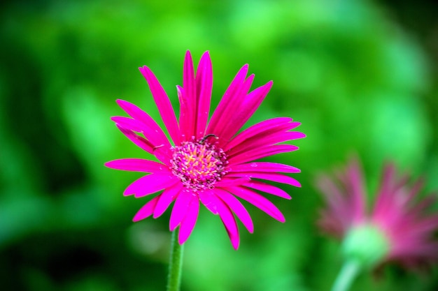 Eisblumenpflanze in voller Blüte