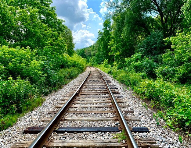 Foto eisenbahnschienen entlang von bäumen und pflanzen