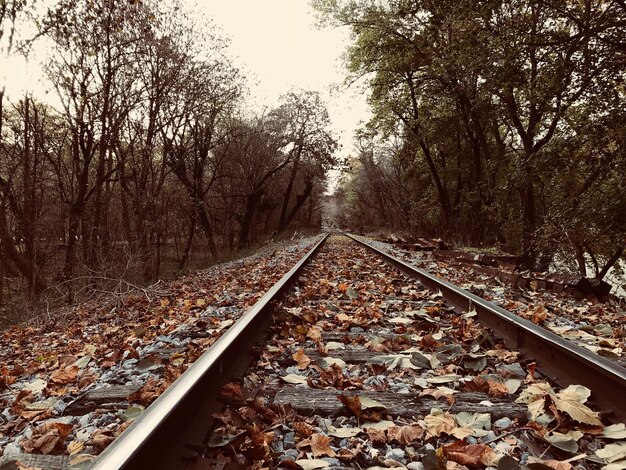 Foto eisenbahnschienen inmitten von bäumen im herbst.