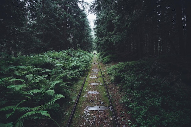 Eisenbahnschienen inmitten von Bäumen im Wald