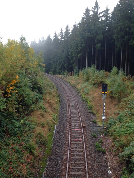 Foto eisenbahnstrecke im wald