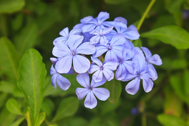 Eisenkraut Blume im Garten