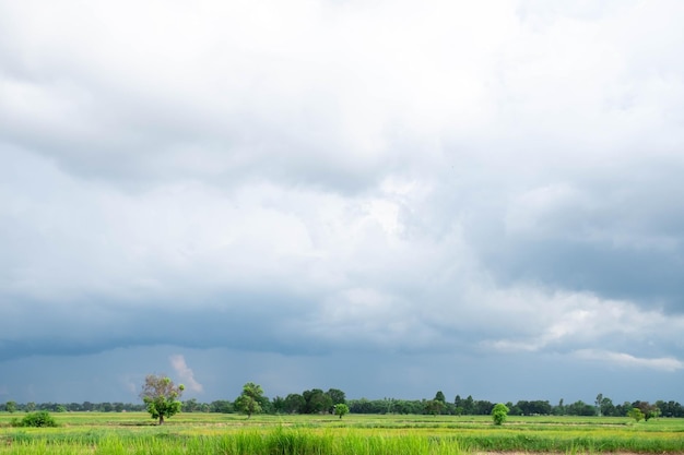 Eisfeld in der Regenzeit Der Beginn der Reisproduktionssaison auf dem Hintergrund von weißen Wolken und blauem Himmel