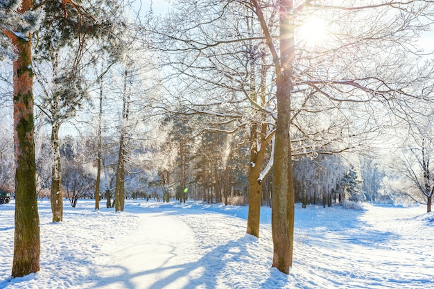 Eisige Bäume im schneebedeckten Wald. Kaltes Wetter am sonnigen Morgen