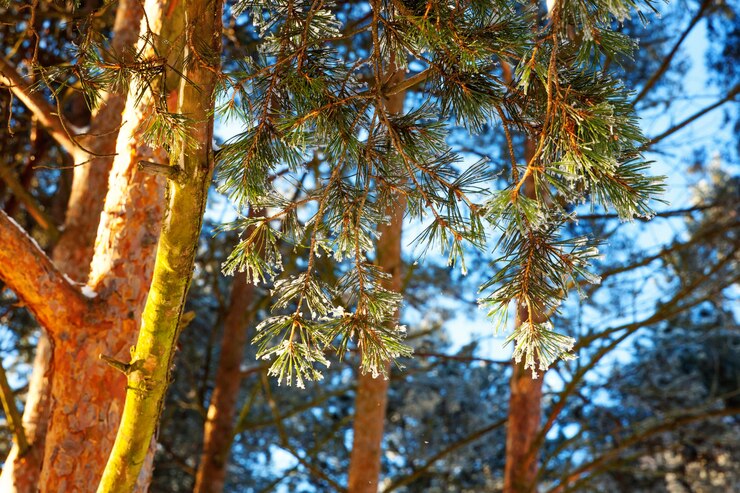 Foto eisige kieferniederlassung im schneebedeckten wald. kaltes wetter am sonnigen morgen