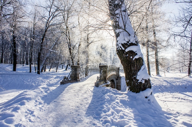 Eisige Landschaft des Morgenwinters im Park. Winterlandschaft Starker Frost, verschneite Bäume