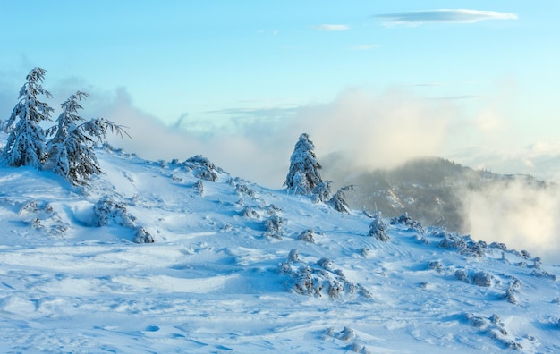 Eisige schneebedeckte Tannen auf Wintermorgenhügel bei bewölktem Wetter (Karpaten).