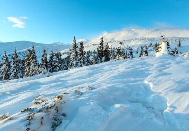 Eisige Tanne unter Schneeverwehungen am Hang (vorne). Morgenwinter Berglandschaft mit Tannen am Hang (Karpaten).