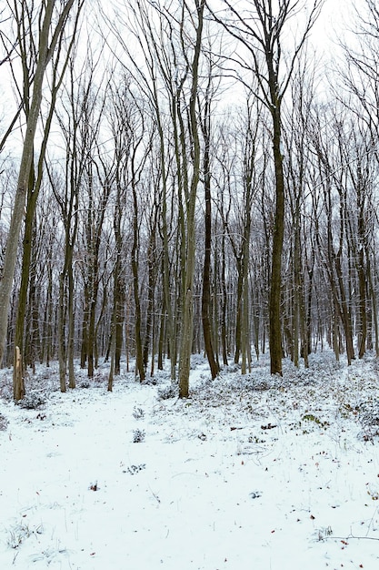 Eisige Winterlandschaft im verschneiten Wald. Winterwald