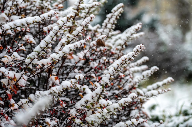 Eisige Zweige mit roten Beeren der Berberitze während eines Schneefalls