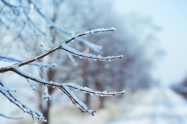 Eisiger Baumast im Winter