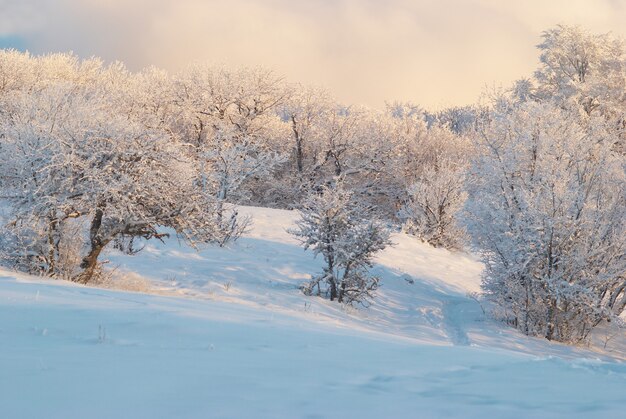 Eisiger Winterwald