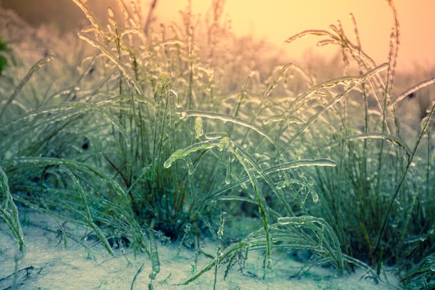 Eisiges Gras im Winter nach Eisregen