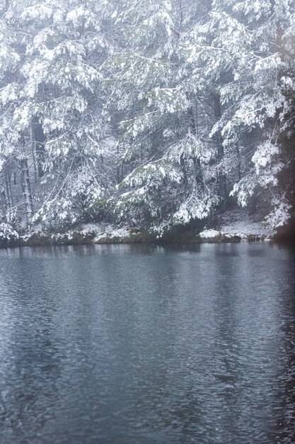 Eiskalte Landschaft malerischer schneebedeckter Wald umgibt eine eisige Lagune, die das raue Klima zeigt