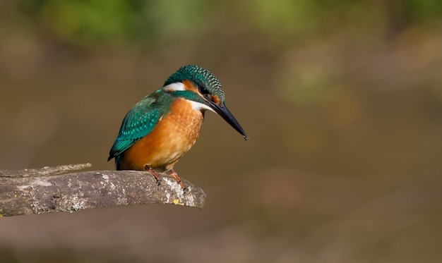 Eisvogel Alcedo an diesem sonnigen Tag ein junger Vogel, der am Fluss auf einem schönen Ast sitzt