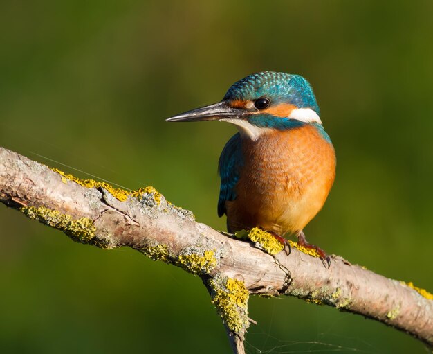 Eisvogel Alcedo atthis Am frühen Morgen sitzt ein Jungvogel auf einem schönen Ast oberhalb des Flusses und wartet auf Fische