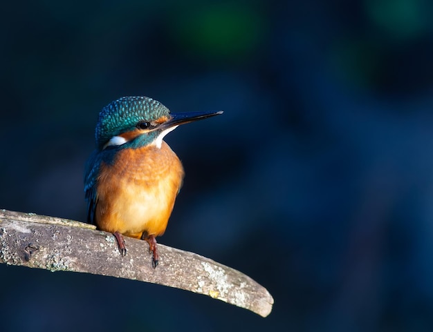 Eisvogel Alcedo atthis Am frühen Morgen sitzt ein Vogel auf einem Ast am Fluss