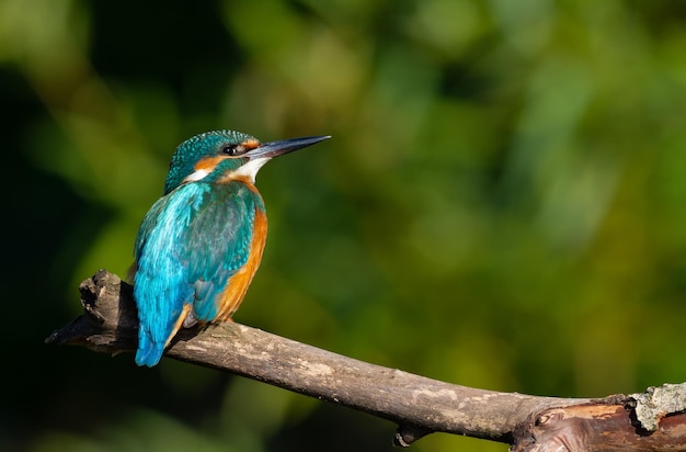 Eisvogel Alcedo atthis An einem sonnigen Morgen sitzt ein Vogel am Fluss auf einem alten Ast