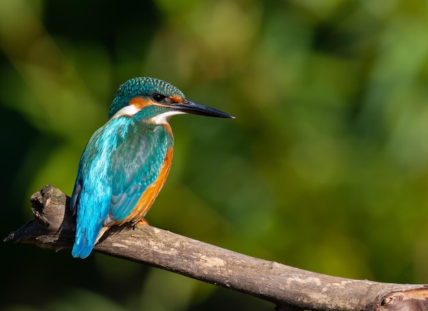 Eisvogel Alcedo atthis An einem sonnigen Morgen sitzt ein Vogel am Fluss auf einem alten Ast