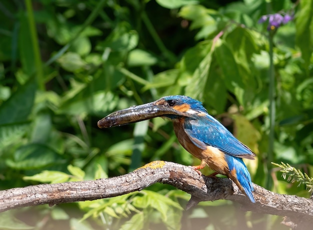 Eisvogel Alcedo atthis Der männliche Vogel sitzt auf einem Ast mit einem Fisch im Schnabel