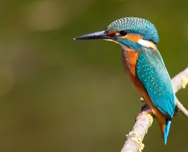 Eisvogel Alcedo atthis Der Vogel, der auf einem Ast über dem Wasser sitzt und auf Fische wartet