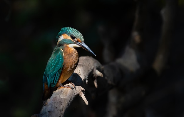 Eisvogel Alcedo atthis Der Vogel sitzt auf einem dicken alten Ast Alles liegt im Schatten und nur der Vogel wird von einem dünnen Sonnenstrahl angestrahlt wie ein Scheinwerfer in einem Theater