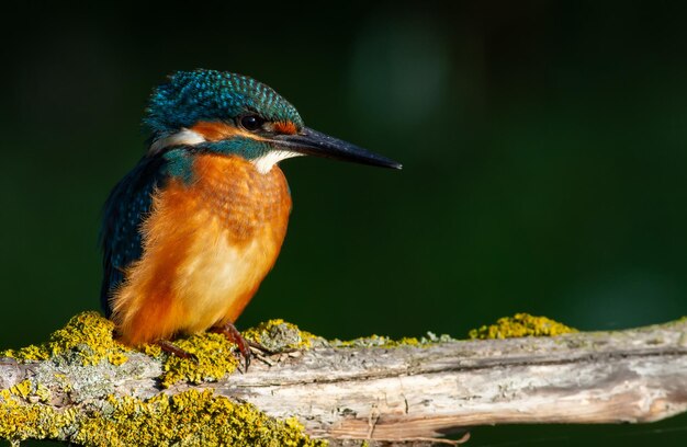 Eisvogel Alcedo atthis Der Vogel sitzt auf einem schönen alten Ast