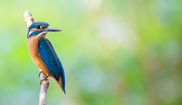 Eisvogel Alcedo atthis Der Vogel sitzt über einem seichten Fluss auf einem alten Ast