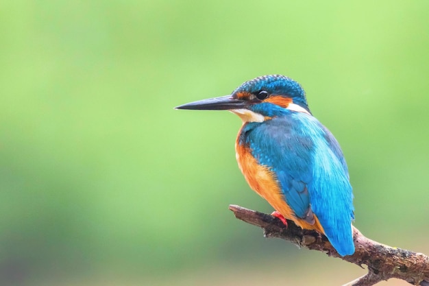 Eisvogel (Alcedo atthis) eurasischer Eisvogel, der auf einem Ast sitzt