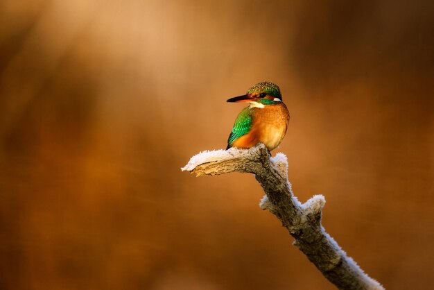 Eisvogel Alcedo Atthis sitzt auf einem Ast