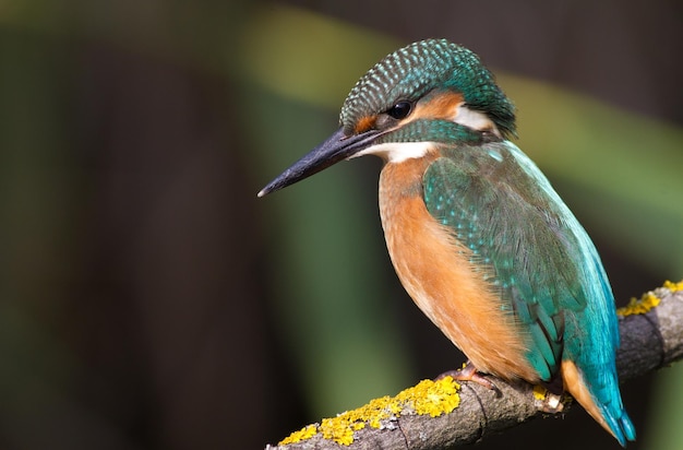 Eisvogel Alcedo Ein junger Vogel sitzt auf einem Ast über dem Fluss