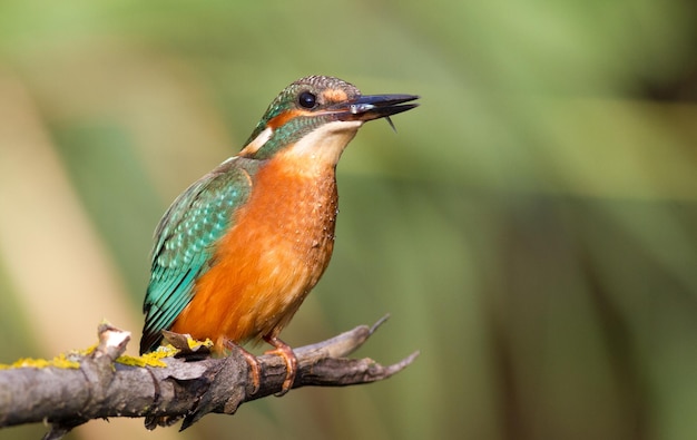 Eisvogel Alcedo Ein Jungvogel sitzt auf einem Ast über dem Fluss Hält Beute