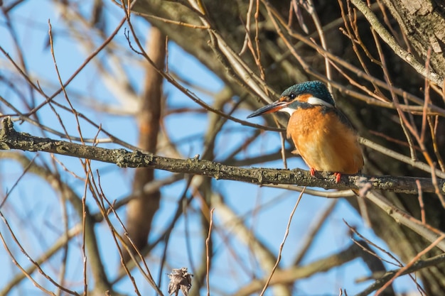 Eisvogel, auf Ast, Eisvogel, Alcedo Atthis, Frühling