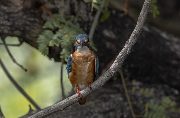 Eisvogel auf dem Astbaum (Tierportrait).